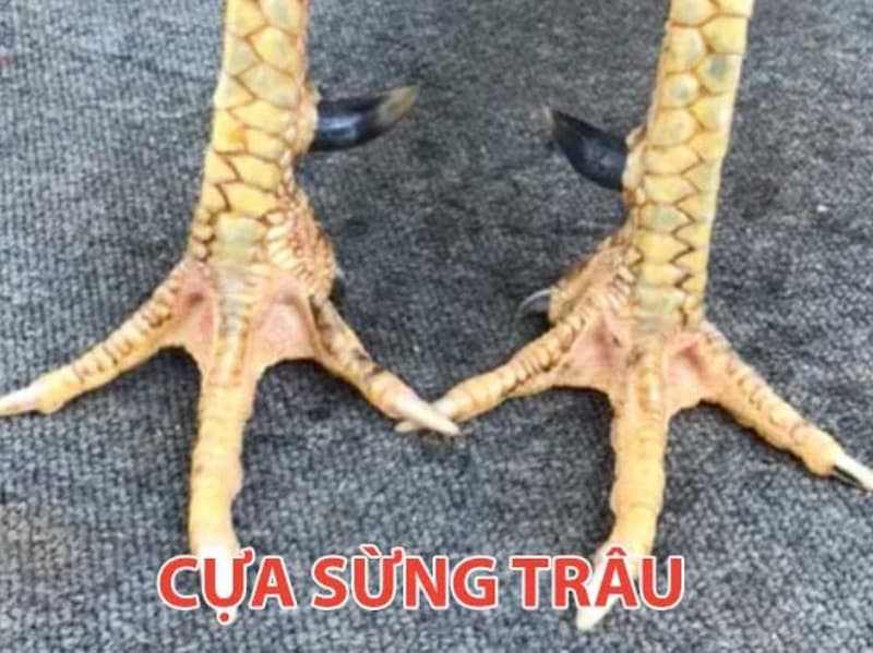 Cựa sừng trâu trong các loại cựa gà không nên chọn