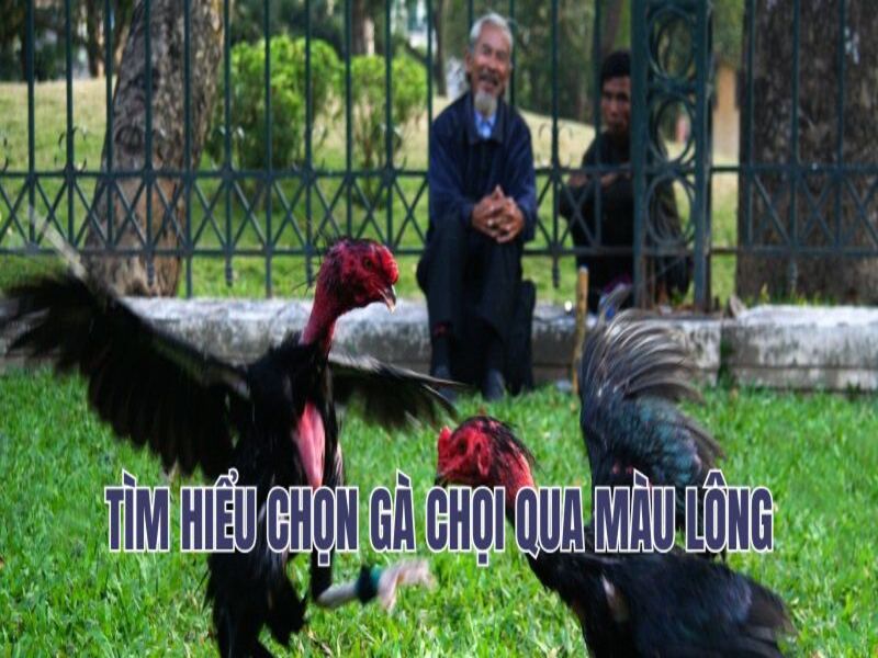 Tìm hiểu về chọn gà chọi qua màu lông