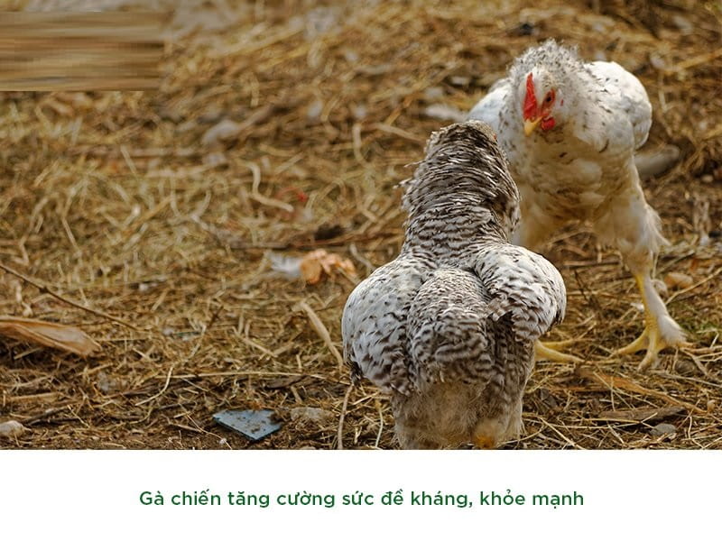 Lưu ý khi sư kê sử dụng thuốc cho gà