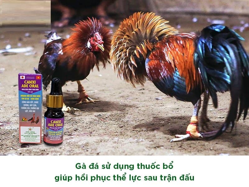 Thuốc gà đá cân bằng dinh dưỡng cực đỉnh